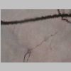 Neuronas Golgi 31.jpg